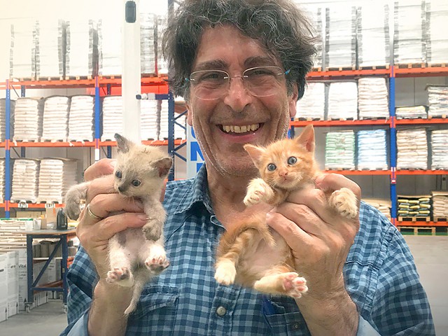 Gatitos rescatados